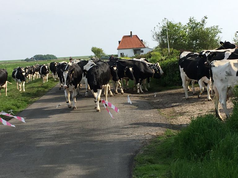 image-2018-06-08 koeien.jpg